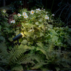 Astro Myos Outdoor LED Floor Spotlight Lifestyle Garden 2