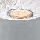 a-emotional light Coral Seaurchin detail